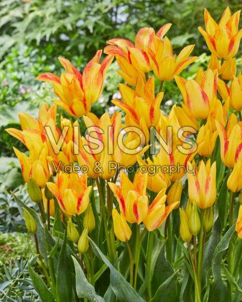 Tulipa Royal Georgette Tulipa Royal Georgette