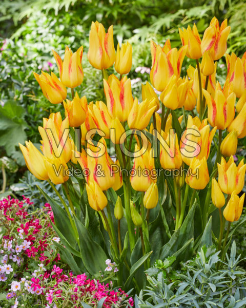 Tulipa Royal Georgette Tulipa Royal Georgette