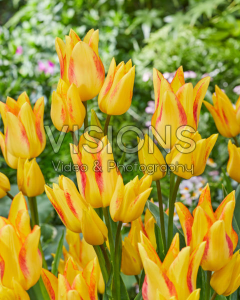 Tulipa Royal Georgette Tulipa Royal Georgette