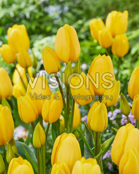 Tulipa multiflowering yellow Tulipa multiflowering yellow