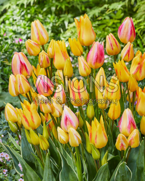 Tulipa Antoinette, Royal Georgette Tulipa Antoinette, Royal Georgette