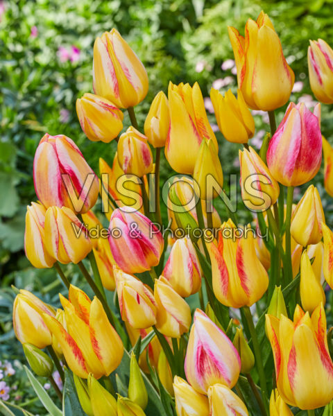 Tulipa Antoinette, Royal Georgette Tulipa Antoinette, Royal Georgette