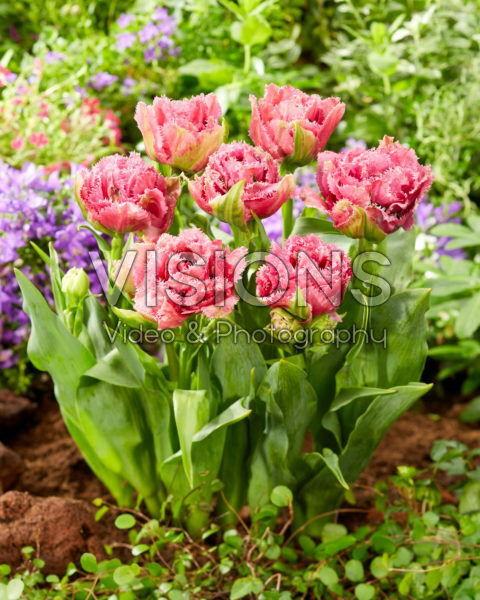 Tulipa Matchpoint Tulipa Matchpoint