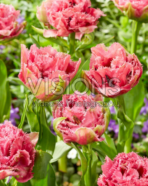 Tulipa Matchpoint Tulipa Matchpoint