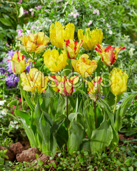 Tulipa mix Tulipa mix