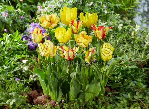 Tulipa mix Tulipa mix