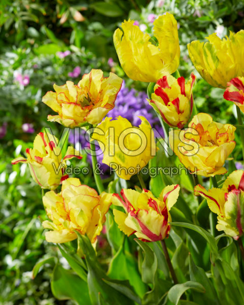 Tulipa mix