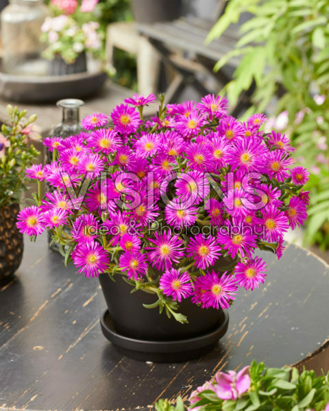 Delosperma Ocean Sunset Violet Delosperma Ocean Sunset Violet