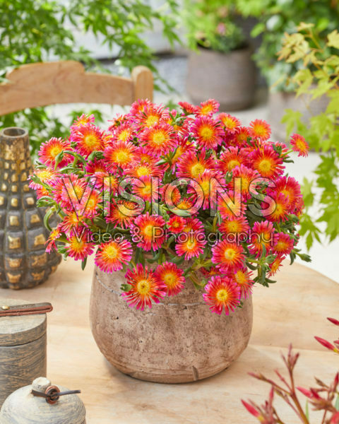 Delosperma Ocean Sunset Orange Glow Delosperma Ocean Sunset Orange Glow
