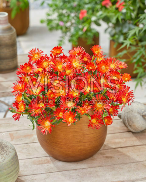 Delosperma Ocean Sunset Orange Vibe