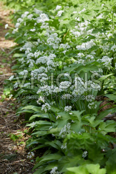 Allium ursinum Allium ursinum