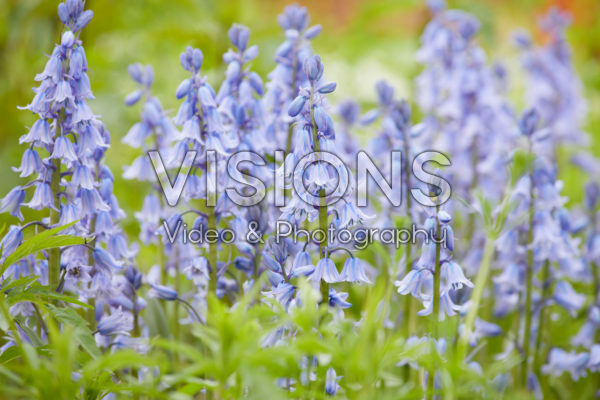 Hyacinthoides hispanica