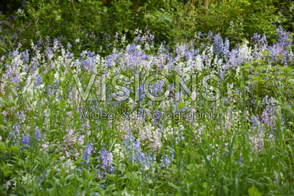 Hyacinthoides hispanica gemengd