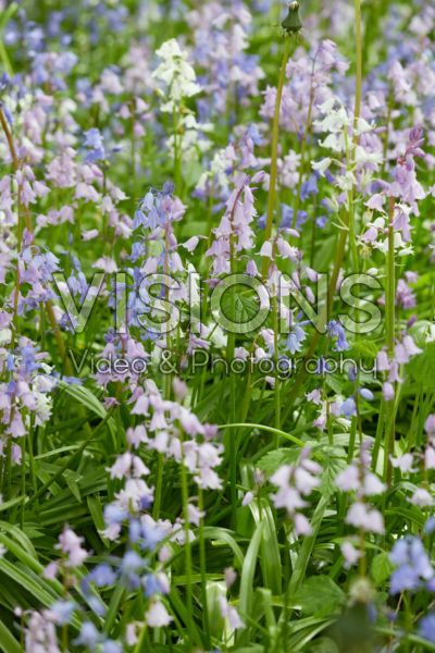 Hyacinthoides hispanica gemengd