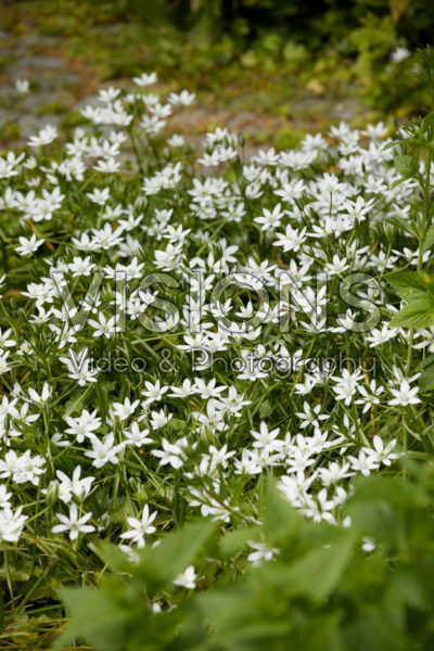 Ornithogalum umbellatum Ornithogalum umbellatum
