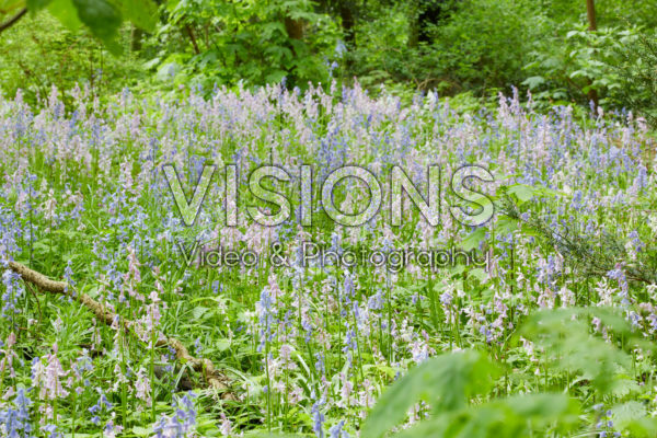 Hyacinthoides hispanica gemengd Hyacinthoides hispanica gemengd