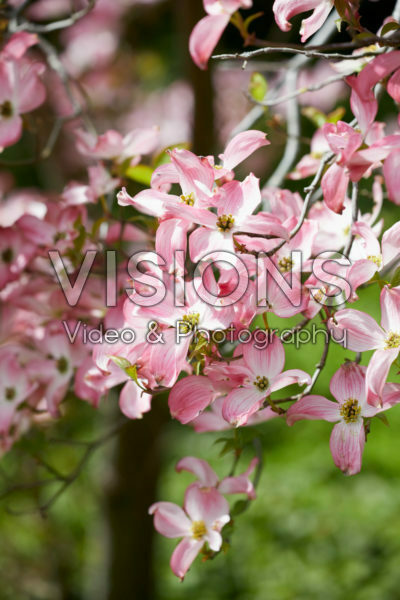 Cornus kousa Cornus kousa