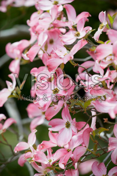 Cornus kousa