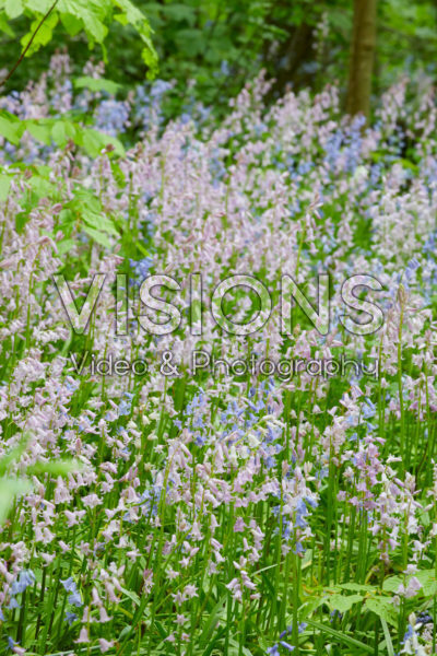 Hyacinthoides hispanica mixed