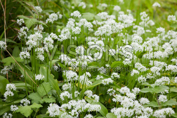 Allium ursinum Allium ursinum