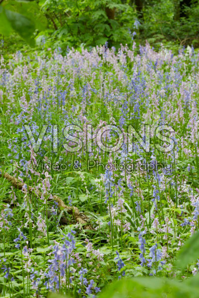 Hyacinthoides hispanica mixed Hyacinthoides hispanica mixed