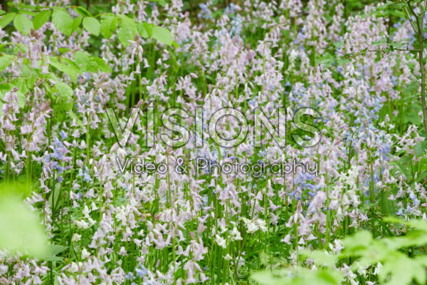 Hyacinthoides hispanica gemengd Hyacinthoides hispanica gemengd