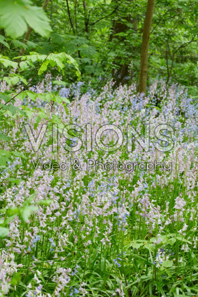 Hyacinthoides hispanica mixed Hyacinthoides hispanica mixed
