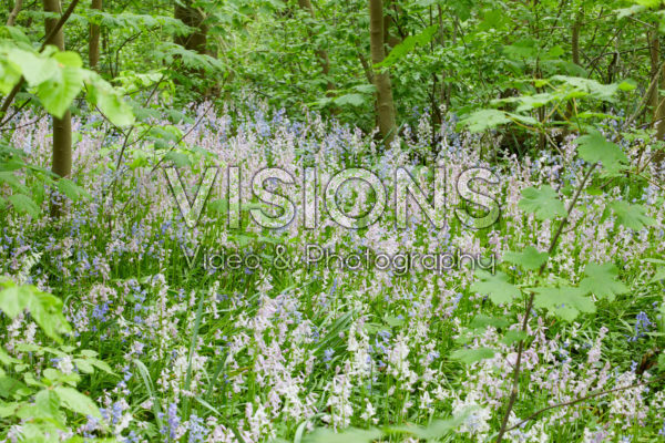 Hyacinthoides hispanica mixed Hyacinthoides hispanica mixed