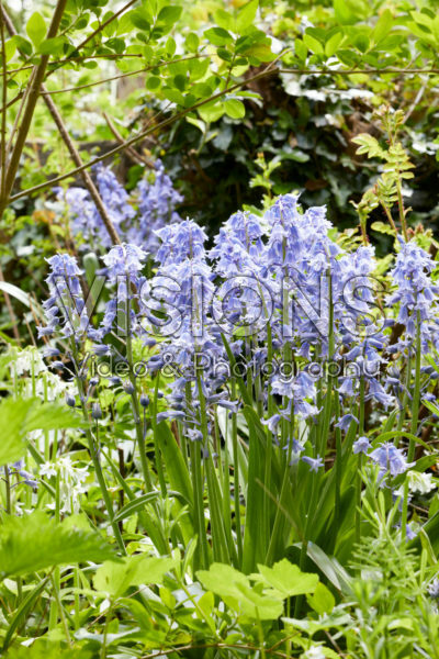 Hyacinthoides hispanica Hyacinthoides hispanica