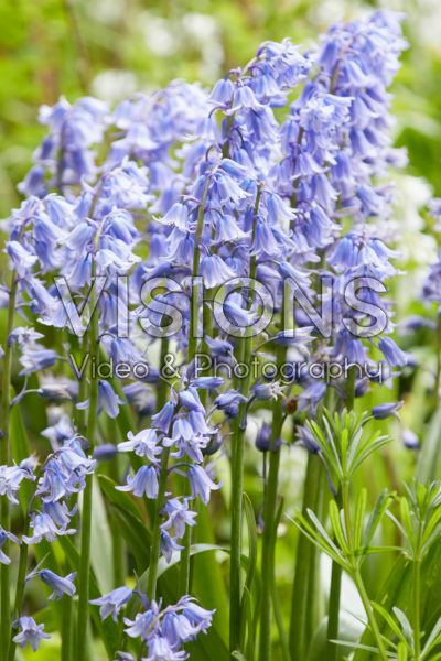 Hyacinthoides hispanica