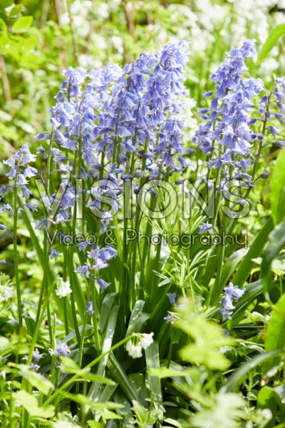 Hyacinthoides hispanica Hyacinthoides hispanica