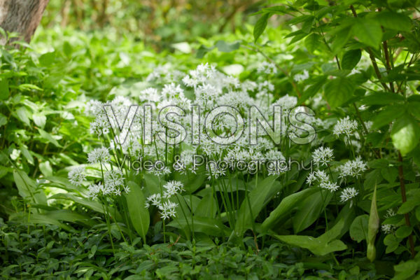 Allium ursinum Allium ursinum