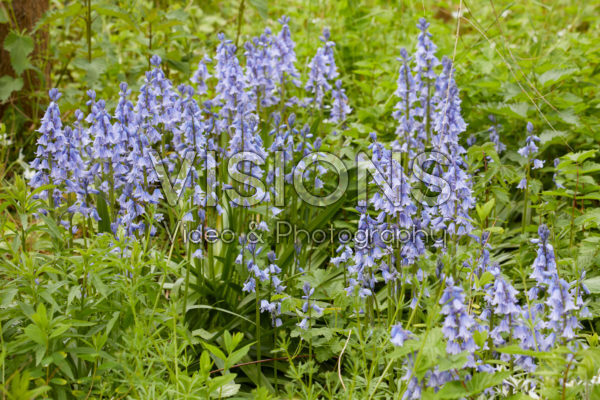 Hyacinthoides hispanica Hyacinthoides hispanica