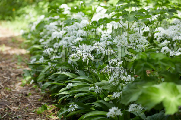 Allium ursinum Allium ursinum