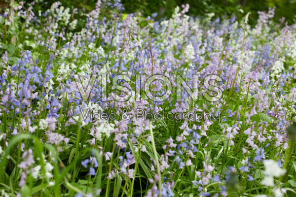 Hyacinthoides hispanica gemengd
