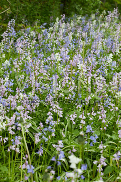 Hyacinthoides hispanica mixed Hyacinthoides hispanica mixed