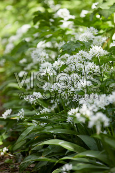 Allium ursinum