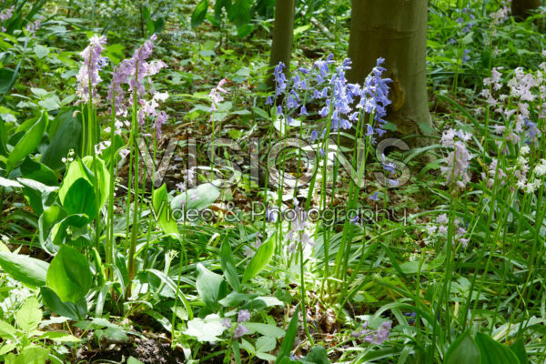 Hyacinthoides hispanica mixed Hyacinthoides hispanica mixed