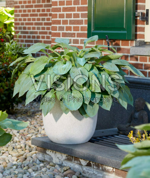 Hosta Blue Stilton