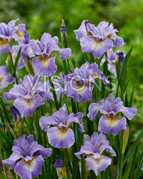Iris sibirica Real Cute Iris sibirica Real Cute