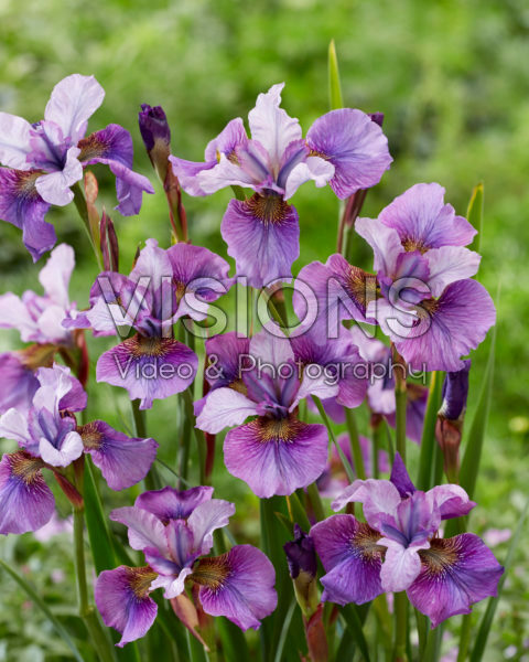 Iris sibirica Light of Heart Iris sibirica Light of Heart