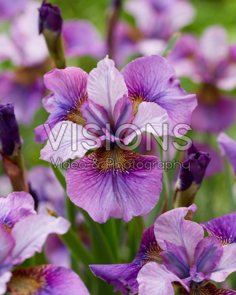 Iris sibirica Light of Heart