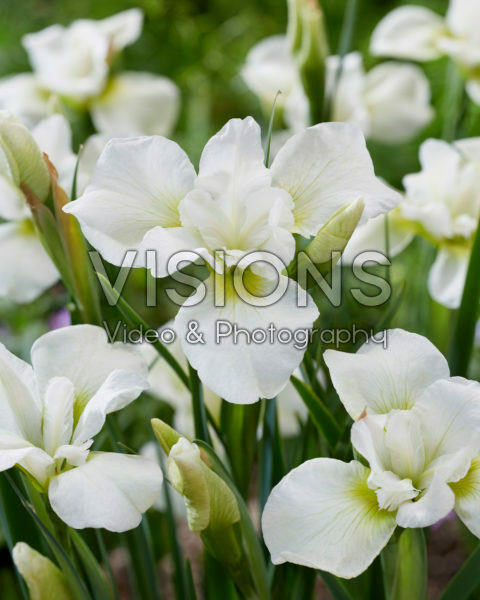 Iris sibirica Dreaming Green Iris sibirica Dreaming Green