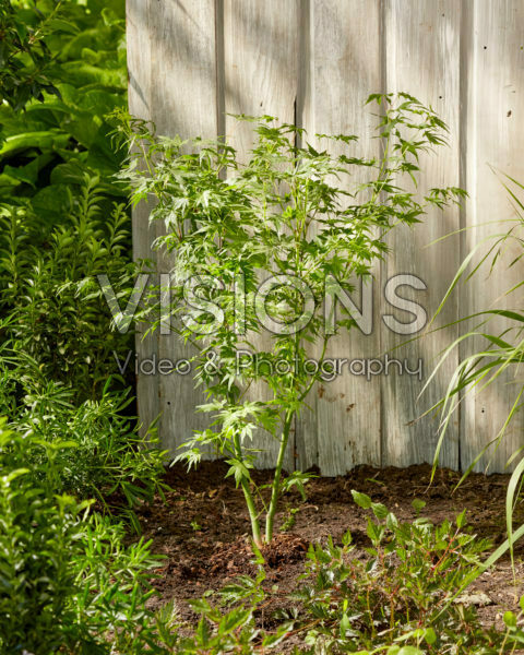 Acer palmatum Going Green Acer palmatum Going Green