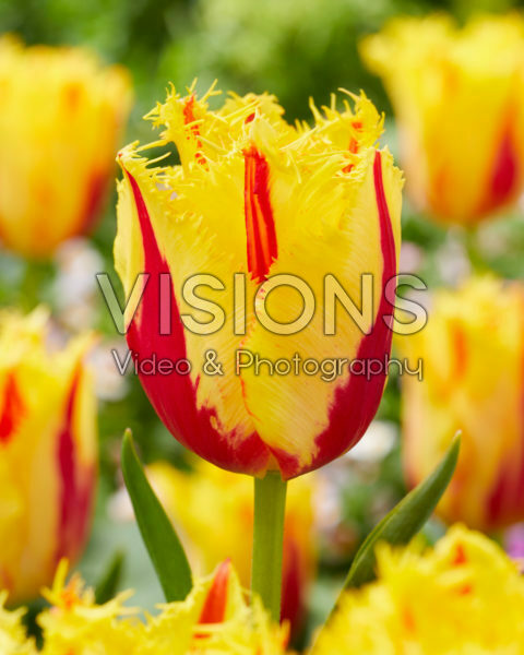 Tulipa Party Clown Tulipa Party Clown