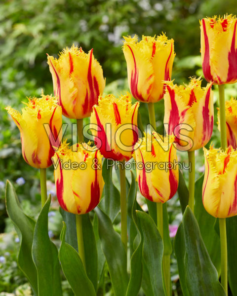 Tulipa Party Clown Tulipa Party Clown