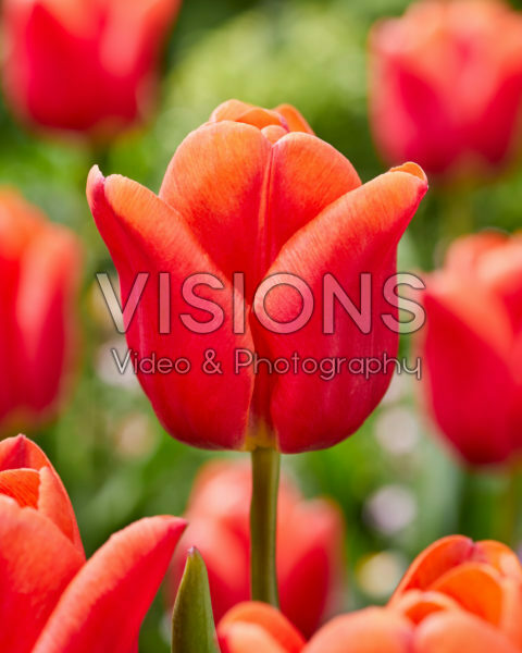 Tulipa Countus Tulipa Countus