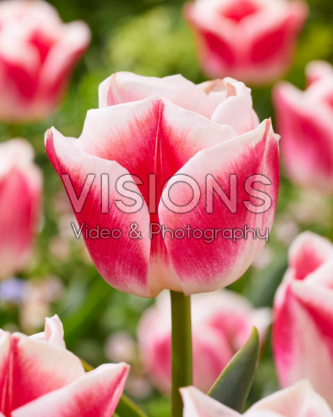 Tulipa Lorely Tulipa Lorely