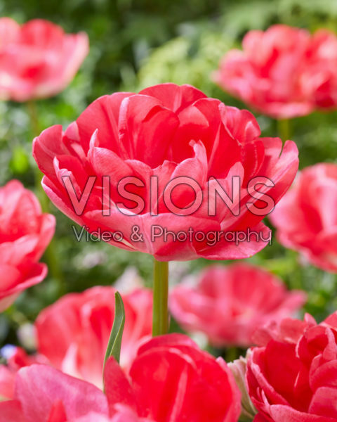 Tulipa Princess Angelique