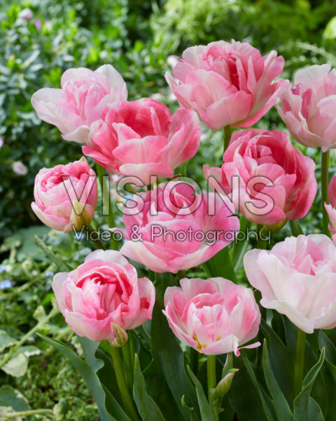 Tulipa Finola Tulipa Finola